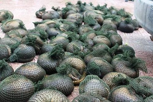 Phát hiện gần 800 kg tê tê trên tàu cá