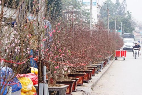 Đào Nhật Tân rực rỡ xuống chợ phục vụ người dân Thủ đô đón Tết
