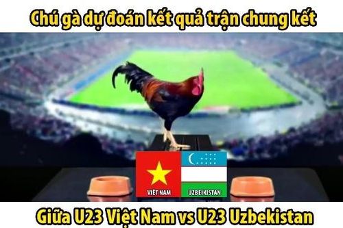 Xem 'gà tiên tri' dự đoán chung kết U23 Việt Nam vs U23 Uzbekistan