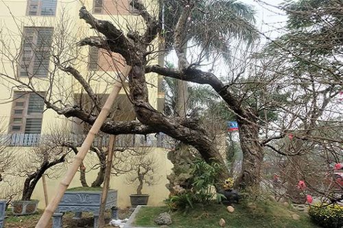 Ngỡ ngàng đào thế khủng 80 năm tuổi giá thuê cực 'chát' ở Hà Nội