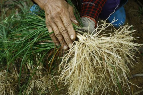 Quảng Ngãi: Kiệu tết rớt giá còn 10.000 đồng/kg