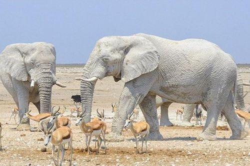 Đàn voi trắng bất thường gây kinh ngạc và sự thật bất ngờ