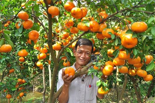 Ngắm vườn quýt hồng trĩu quả của nông dân Đồng Tháp