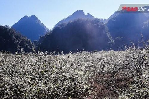 Hoa mận nở trắng trời, còn chần chừ gì nữa mà không xách ba lô lên và đi đến Mộc Châu!