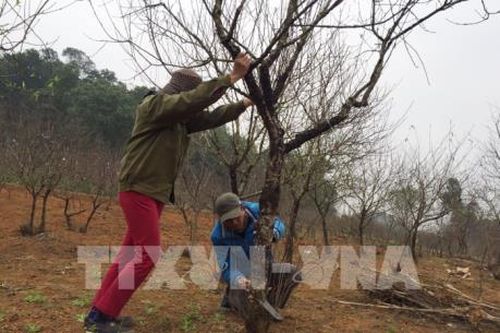 Đào phai Ninh Bình nhộn nhịp đón Tết