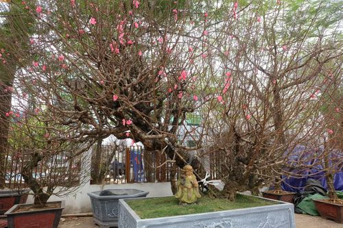 Bích đào cổ quý hiếm không bán, chỉ cho thuê giá 150 triệu đồng