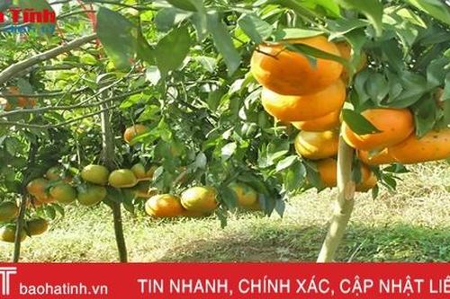 Cam sạch Vũ Quang sẵn sàng phục vụ tết