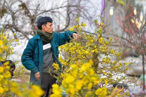 Mai vàng miền Nam bán sớm ở chợ hoa Tết Hà Nội