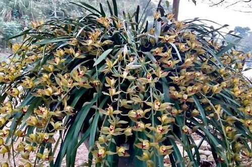 Chi 100 triệu thuê chậu lan xanh ngọc huyền thoại chơi Tết