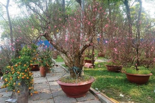 Đào xuôi Nam, mai ngược Bắc đón Tết