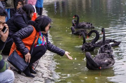 Cận cảnh quây thiên nga bằng lưới nhựa ở hồ Thiền Quang