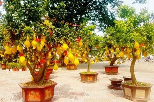 Cận cảnh bưởi Diễn chơi Tết giá hàng chục triệu đồng một chậu ở Sài Gòn