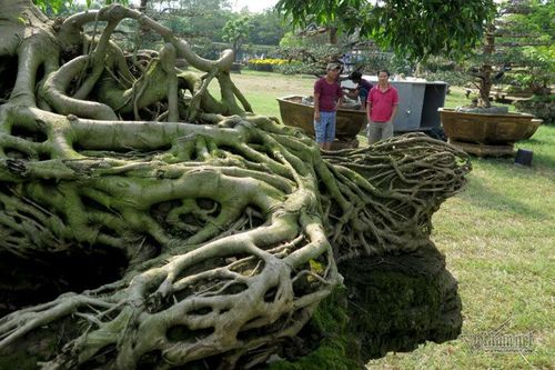 Cổ thụ giá 4 tỷ ở 'chợ hoa nhà giàu' Sài Gòn ngày cận Tết