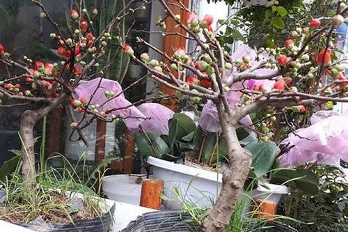 Mai đỏ lùn giá hợp túi tiền lại đẹp mắt