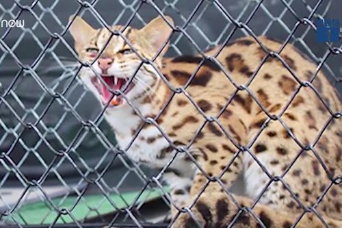 Cận cảnh mèo rừng quý hiếm có bộ lông báo gấm vừa xuất hiện ở Hà Tĩnh