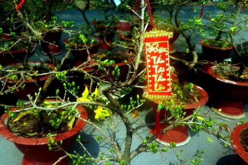 Mai bonsai 'tí hon' chơi Tết hút khách ở Sài Gòn