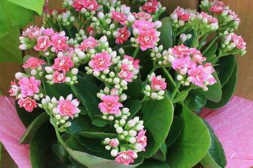 Trồng cây sống đời để vừa có hoa đẹp chơi Tết lại có cây thuốc quý
