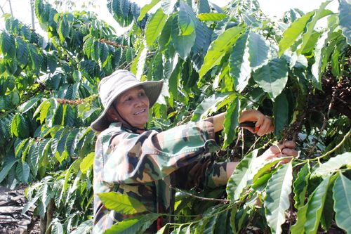Kon Tum đặt nhiều chỉ tiêu cho năm mới 2018
