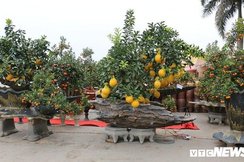 Ngắm những cây cảnh độc lạ giá cả trăm triệu đồng của kiến trúc sư ở Hưng Yên