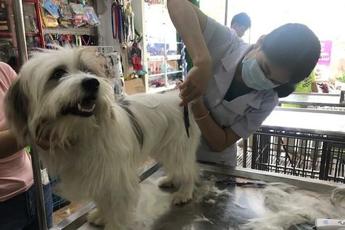 Những 'bệnh nhân' đặc biệt ở phòng khám thú y ngày Tết
