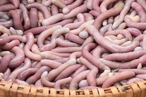 Nhìn rất đáng sợ nhưng đây là 'mì chính' đắt như vàng ròng