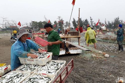 Ngư dân ra khơi, trúng lộc biển đầu năm