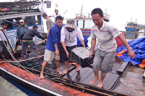 Ngư dân Quảng Trị trúng 'lộc biển' đầu năm