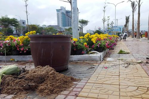 Vì sao 10 thanh niên nhổ cây, phá nát vườn hoa Xuân hơn 3 tỷ đồng?
