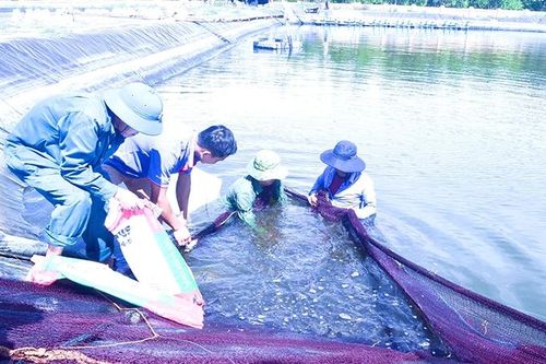Quảng Trị phát triển vùng nuôi tôm an toàn