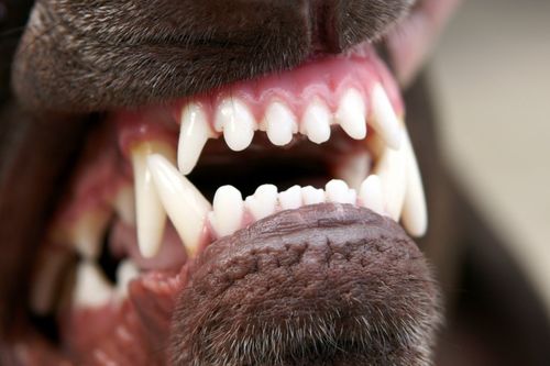 Triệu chứng, cách phòng bệnh dại, tránh những hiểu lầm chết người