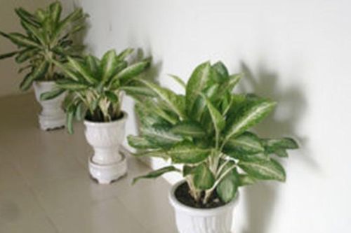 Những loại cây cảnh trồng trong nhà hút tài lộc