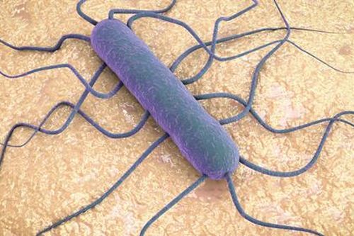 Nam Phi bắt đầu thu hồi thịt nhiễm khuẩn Listeria