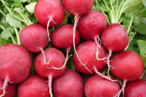Tác dụng phụ khi ăn nhiều củ cải đường ít người biết