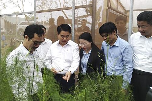 Hà Nội xây dựng thương hiệu măng tây Phú Xuyên xuất khẩu