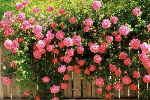 6 loại hoa trồng ở ban công vừa đẹp vừa hút tài lộc, khiến nhà bạn rực rỡ nhất phố