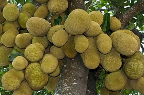 Loại quả quý hơn vàng này chính là thần dược chữa bách bệnh
