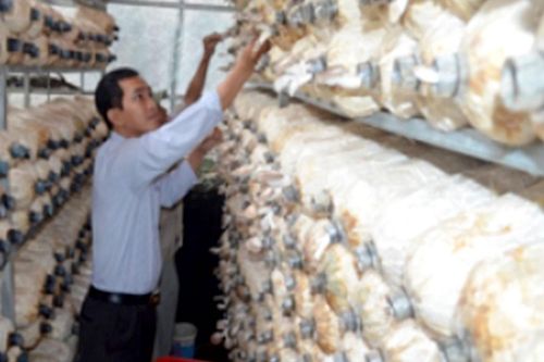 Trang trại nấm của kỹ sư trẻ