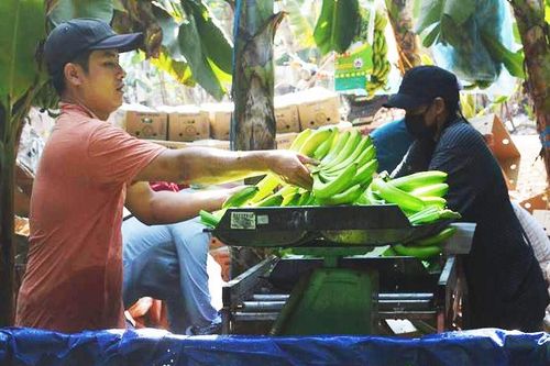 Giá tăng mạnh, thương lái Trung Quốc về tận vườn Đồng Nai mua chuối