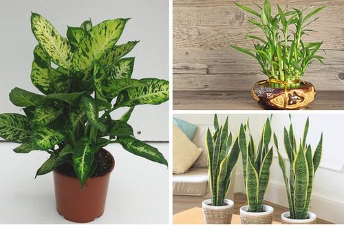 Những lưu ý để cây phong thủy 'hút' tài lộc cho gia chủ