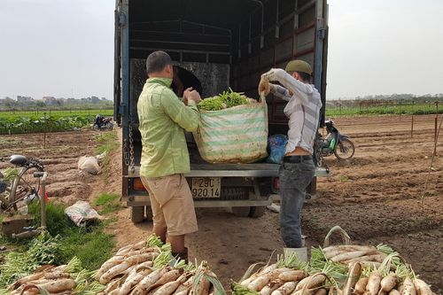 Giải cứu củ cải: Thương lái bán trước, chốt giá sau