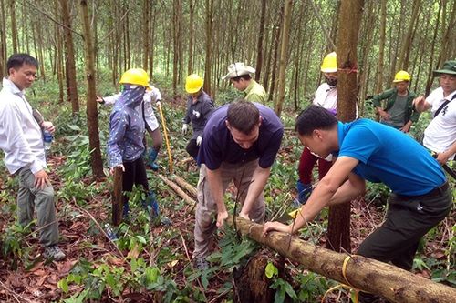 Bắc Cạn trồng rừng gỗ lớn