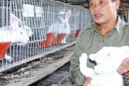 Lãi hàng trăm triệu mỗi năm nhờ nuôi thỏ