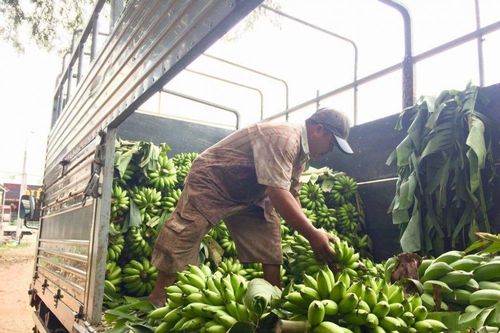 Thương lái Trung Quốc 'giở trò', nông dân Đồng Nai 'trượt vỏ chuối'