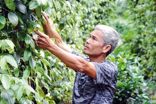 Quảng Ngãi cơ cấu lại ngành nông nghiệp