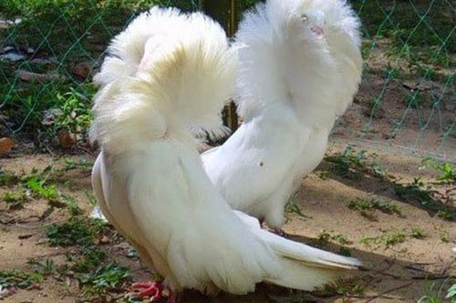 Loài bồ câu bờm như sư tử, dân chơi Việt 'mê như điếu đổ'
