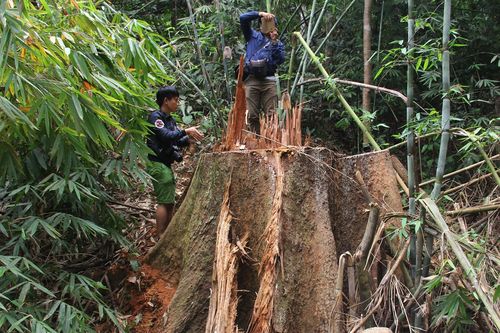 Khởi tố nhiều người phá rừng tại Quảng Nam