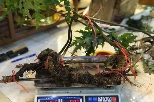 Cơn sốt 'rau trường sinh': Thương lái Tàu ồ ạt thu gom