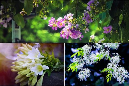 Nao lòng những sắc hoa gọi tháng Tư về