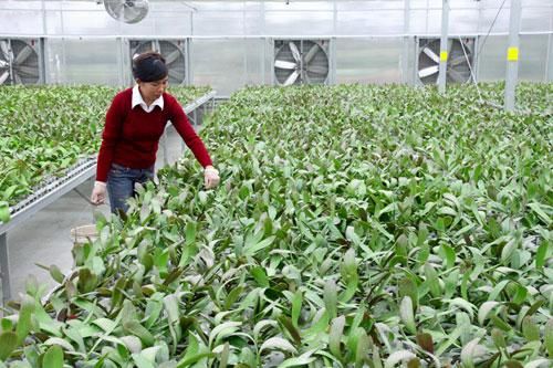 Đầu tư ứng dụng khoa học vào nông nghiệp: Ít vốn, thiếu đồng bộ