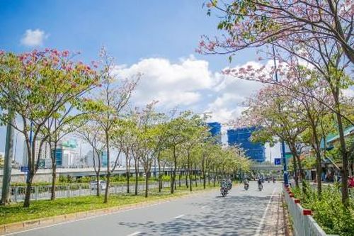 Mê mẩn với 'hoa anh đào' nở rộ giữa lòng Sài Gòn